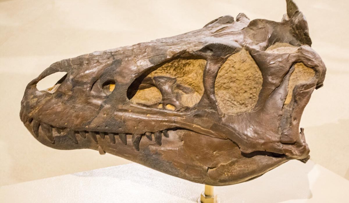 Un Mystère de Décennies Résolu : Le Nanotyrannus Existait Vraiment