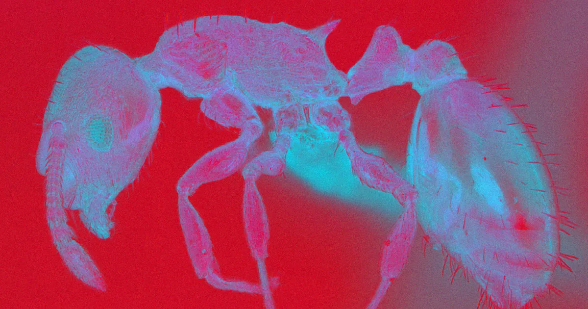 Un Parasite Étonnant Peut En Réalité Tripler La Durée de Vie des Fourmis.