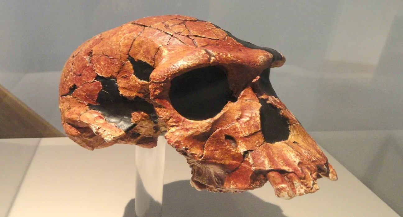 Un squelette de deux millions d'années dévoile des traits simiesques chez les premiers humains.