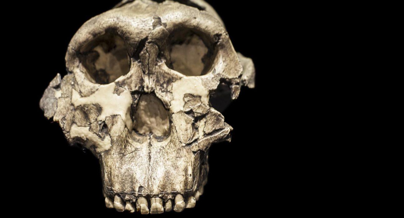 Une Découverte Inattendue : Des Scientifiques Retrouvent un Ancêtre Humain Étonnant