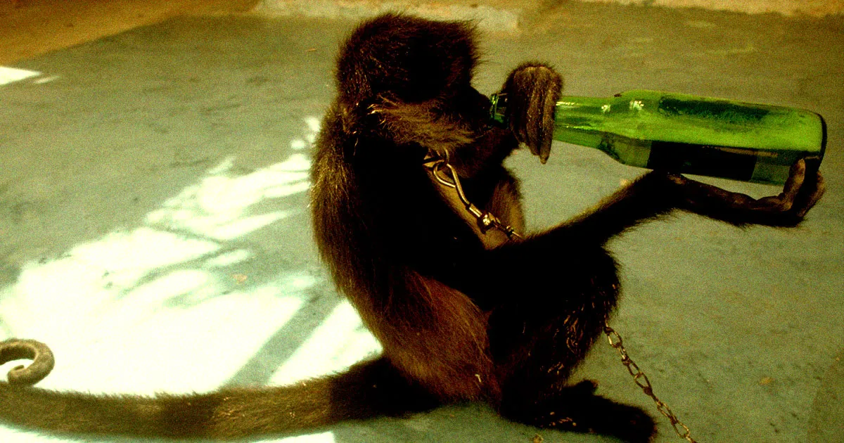 Une Thérapie Génétique Révolutionnaire Diminue Considérablement la Consommation d'Alcool chez des Singes Alcooliques