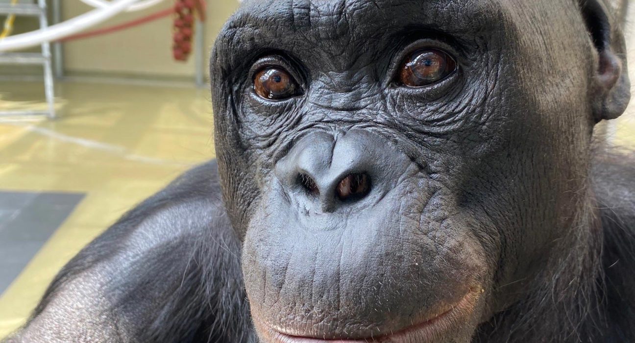 Ce Bonobo Réalise un Acte Réservé aux Humains, Étonnant les Scientifiques