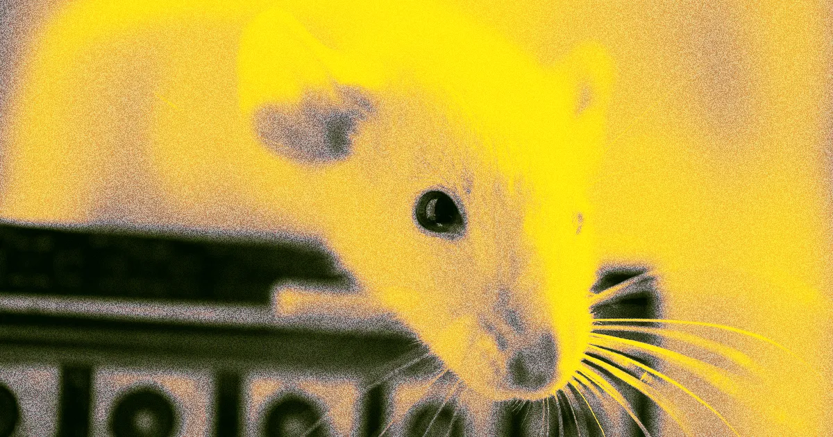 Découverte Étonnante d'un Lien entre le Cerveau et la Brûlure de Graisse chez les Souris