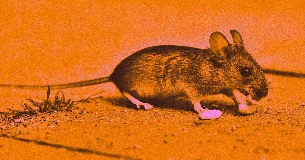 Des Ultrasons Font Maigrir des Souris Obèses : Une Promesse Contre le Diabète ?