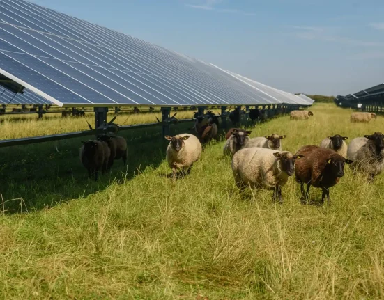 Des agriculteurs témoignent des résultats impressionnants en associant élevage et panneaux solaires : "Cela m'a donné un énorme coup de pouce."