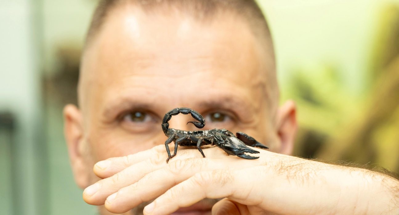 Des chercheurs découvrent comment anticiper les attaques des scorpions mortels.