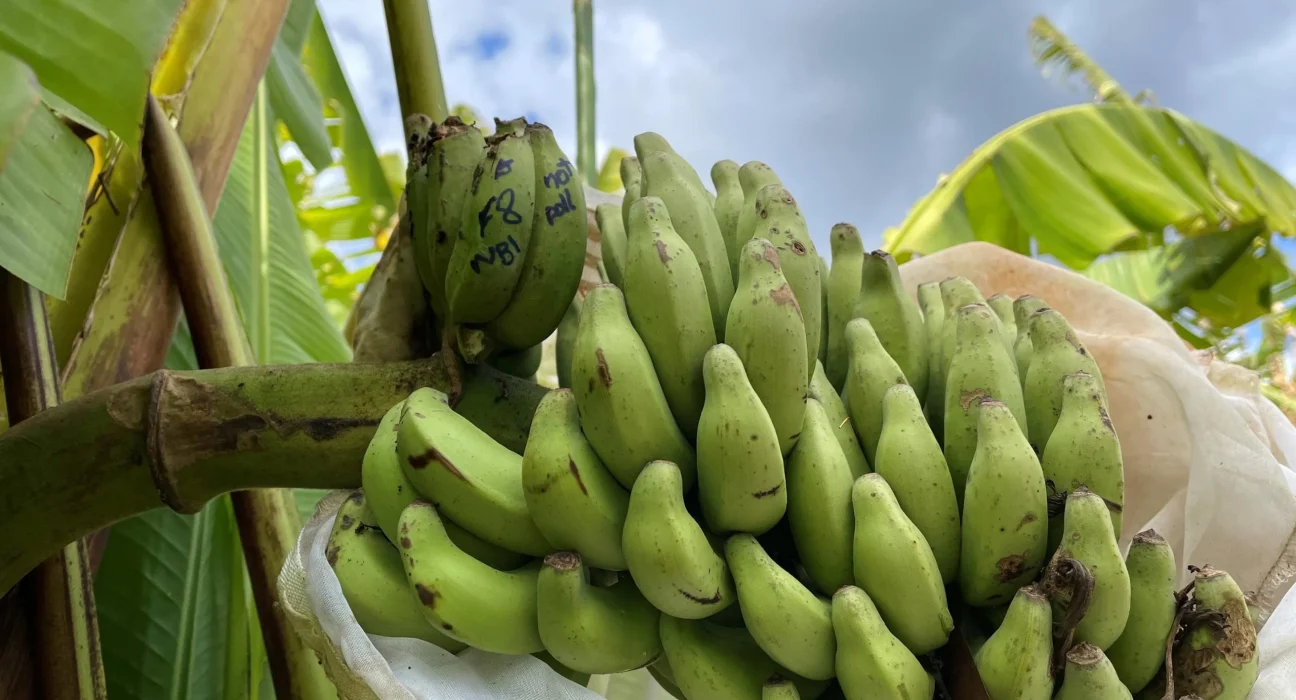 Des chercheurs découvrent le gène capable de sauver les bananes du monde.