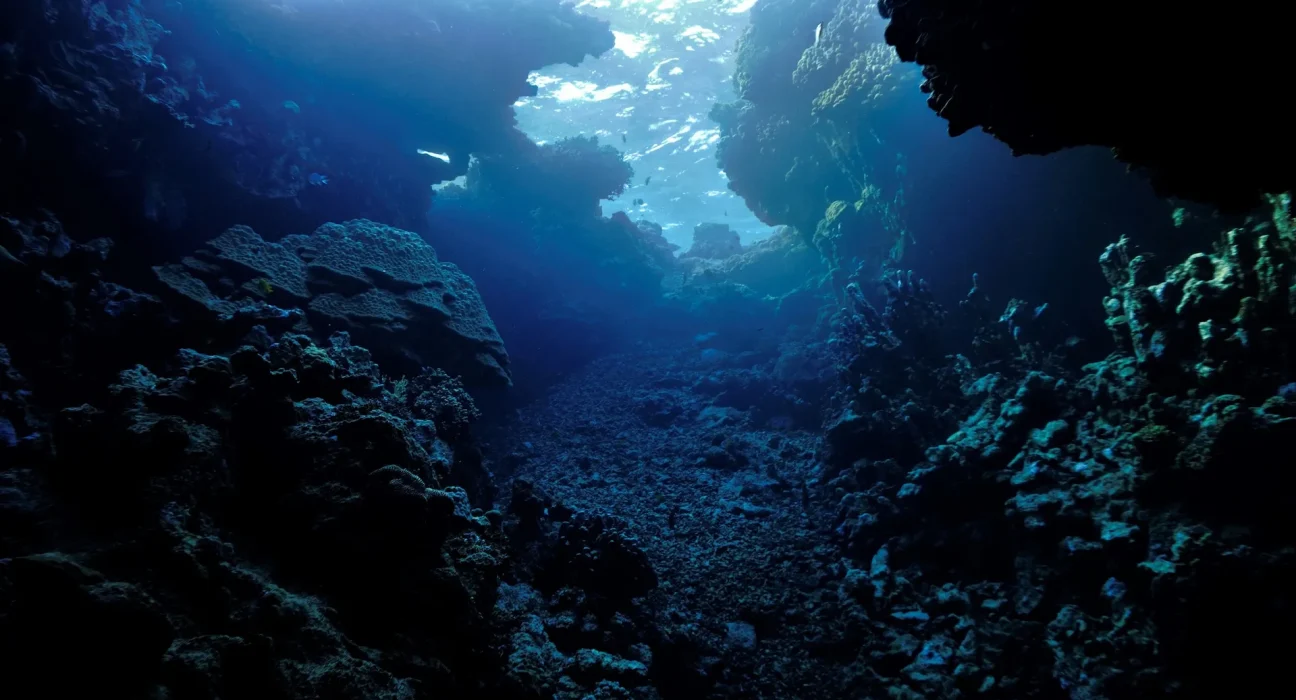 Des chercheurs révèlent un danger insoupçonné dans les fruits de mer : 'Nous cherchons à éclairer la situation'