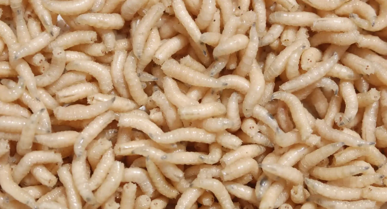 Des chercheurs stupéfaits par les découvertes sur le contenu des intestins des mouches : « Elles pourraient survivre et prendre du poids ».