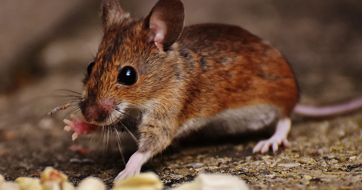 Des scientifiques de Harvard revendiquent avoir inversé le vieillissement cellulaire chez la souris.