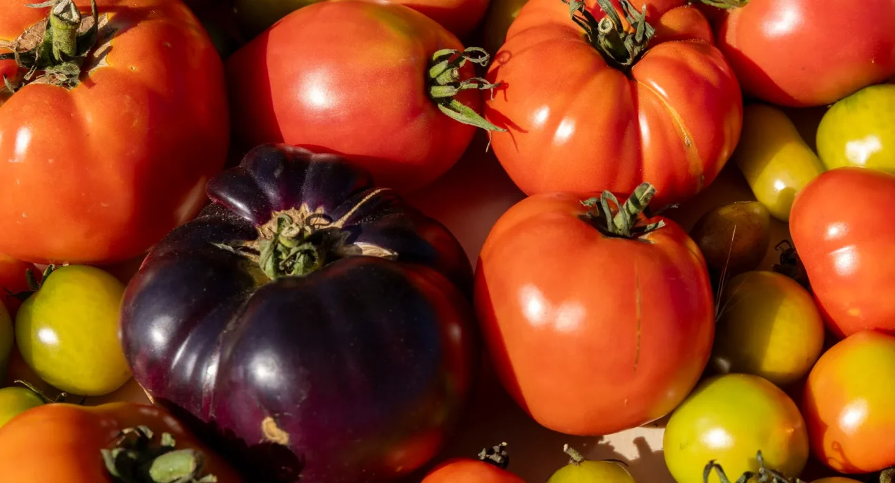 Des tomates violettes génétiquement modifiées arrivent en magasin : "On dirait des myrtilles déguisées en tomates."