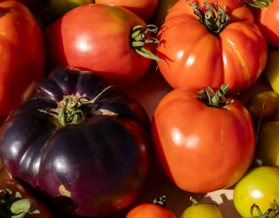 Des tomates violettes génétiquement modifiées arrivent en magasin : "On dirait des myrtilles déguisées en tomates."