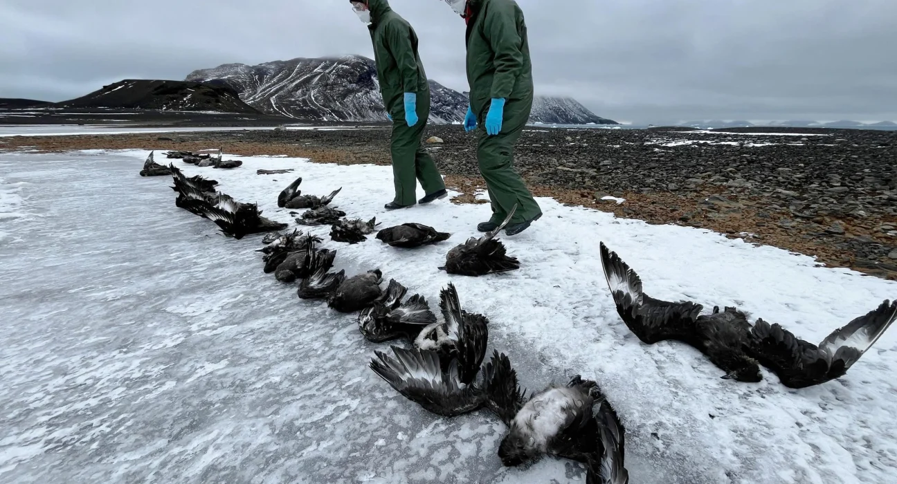 Grippe aviaire H5N1 mortelle confirmée en Antarctique suite à une importante mortalité de skuas.