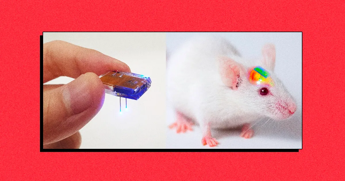 Implant Neuronal Télécommandé : La Domination Cérébrale des Rats