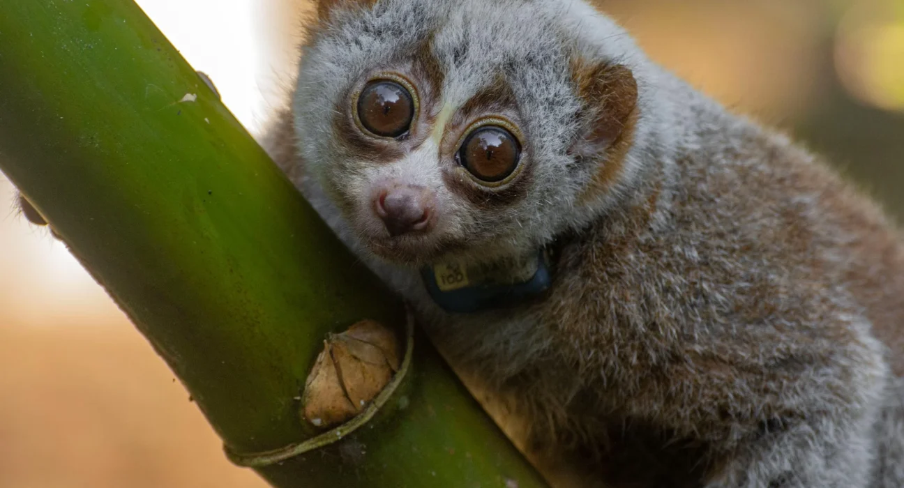 La Nature se Transforme en "Piège Mortel" pour les Lorises Lents Secourus.