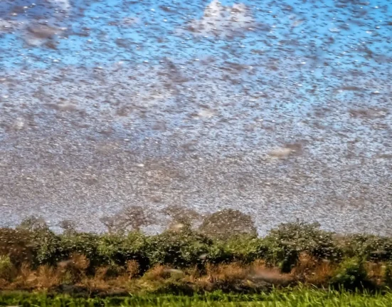 Les agriculteurs face à l'apocalypse des insectes : une solution révolutionnaire pour un défi mondial.