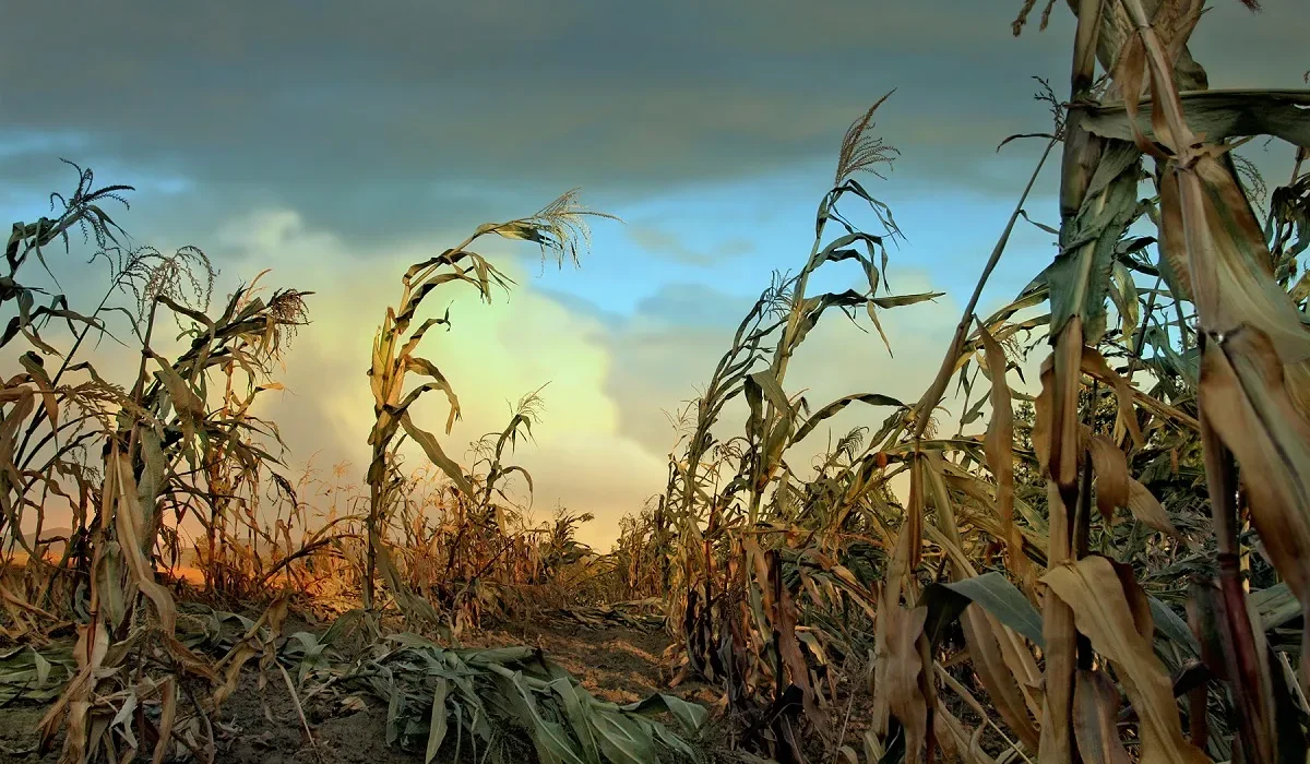 Microsoft Critiqué pour Utilisation de l'Eau en Période de Sécheresse pour Former son IA