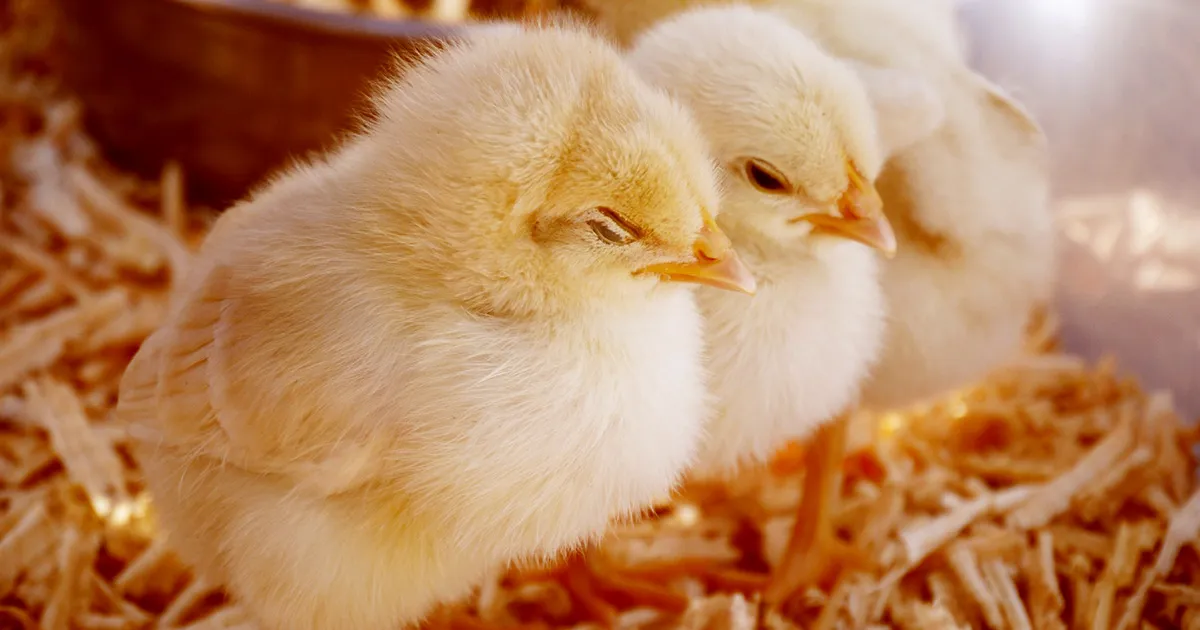 Propagation du virus de la grippe aviaire chez l'homme en Chine