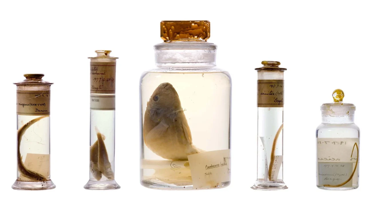 Que cachent les bocaux de Charles Darwin ? Résolution d'un mystère muséal vieux de 200 ans.