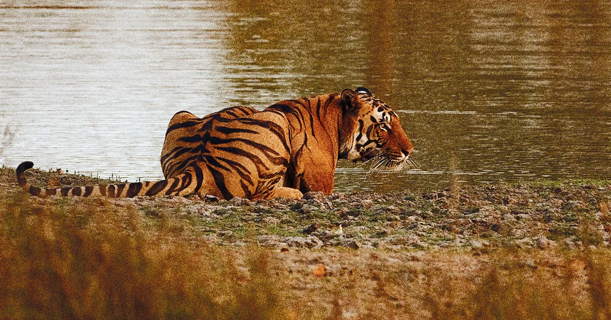 Recherche systématique du COVID-19 chez les animaux sauvages.