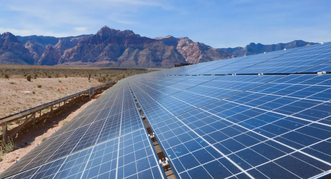 Révélation scientifique : Les plantes prospèrent sous les panneaux solaires, une synergie prometteuse