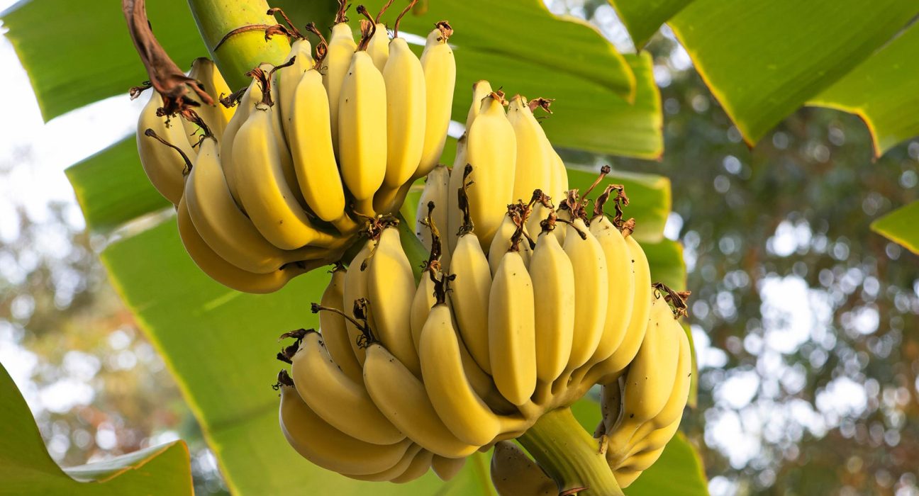 Risques Cachés des Bananes : Contamination par un Désastre Minier