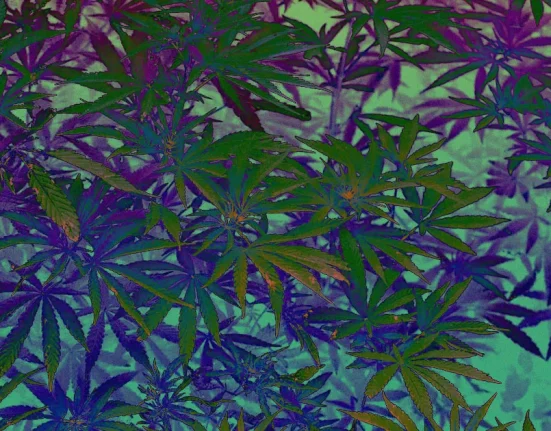 Une Génération d'Aînés Se Met au Cannabis : Les Inquiétudes des Médecins