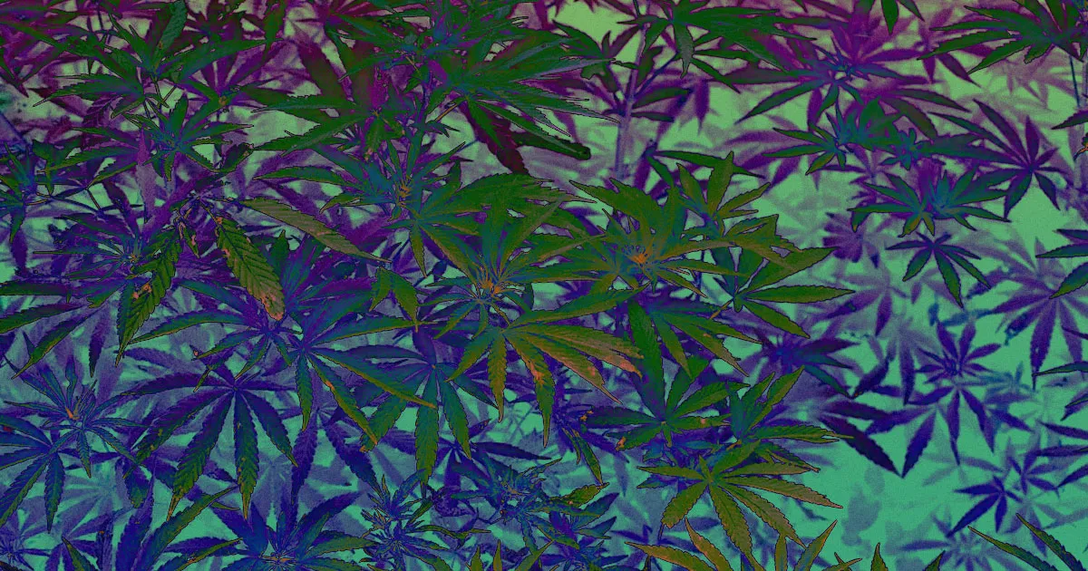 Une Génération d'Aînés Se Met au Cannabis : Les Inquiétudes des Médecins