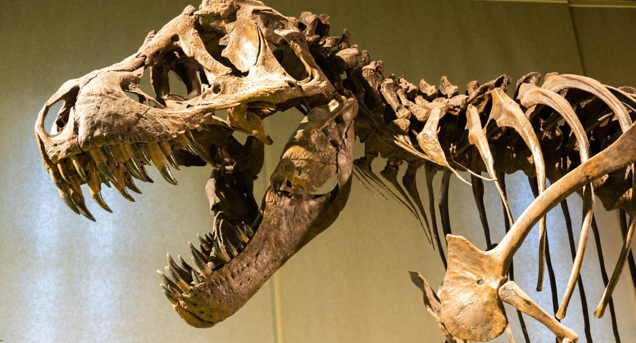 Une Nouvelle Étude Réécrit l'Histoire de la Dinosaure le Plus Célèbre au Monde.