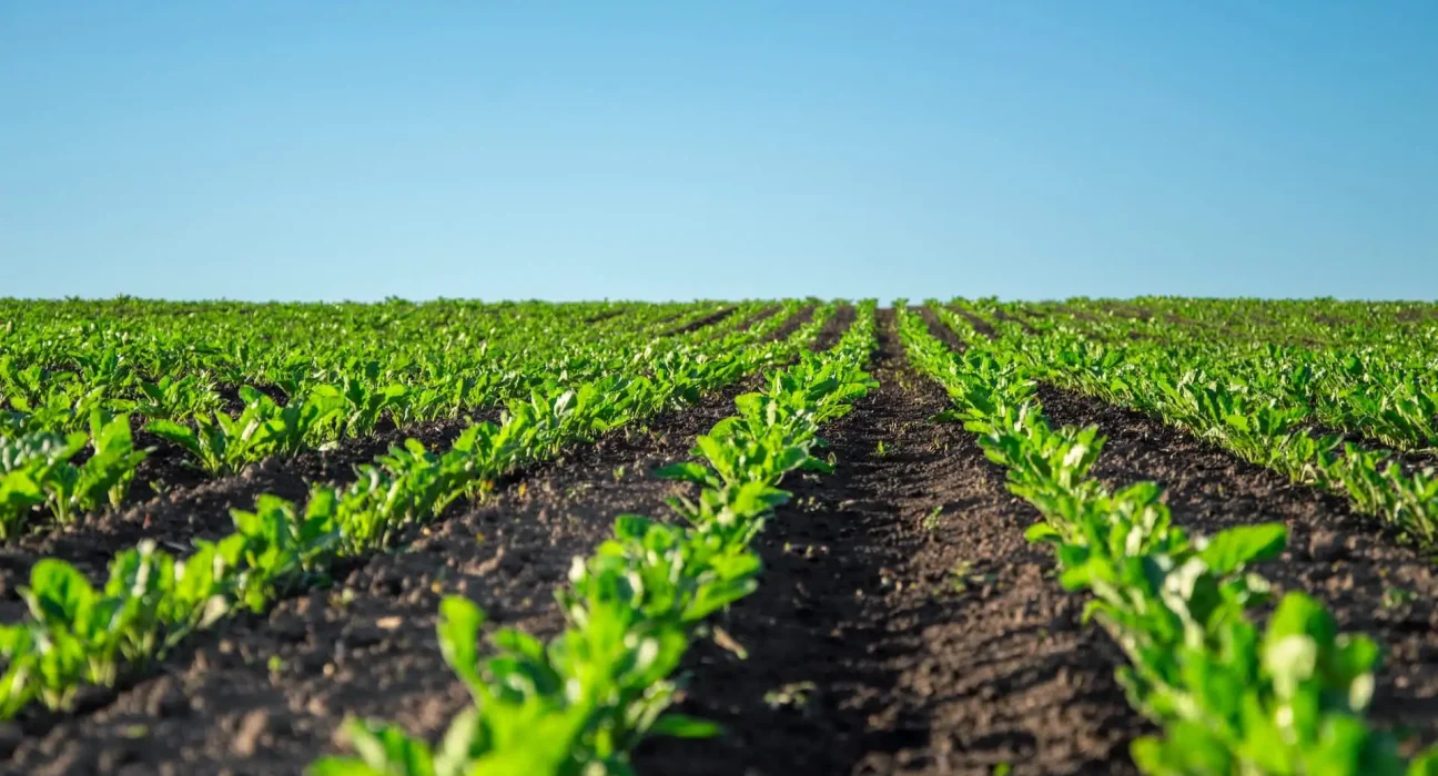 Une Percée Révolutionnaire dans la Culture Alimentaire : 'J'ai été surpris par l'efficacité'