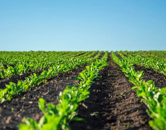 Une Percée Révolutionnaire dans la Culture Alimentaire : 'J'ai été surpris par l'efficacité'