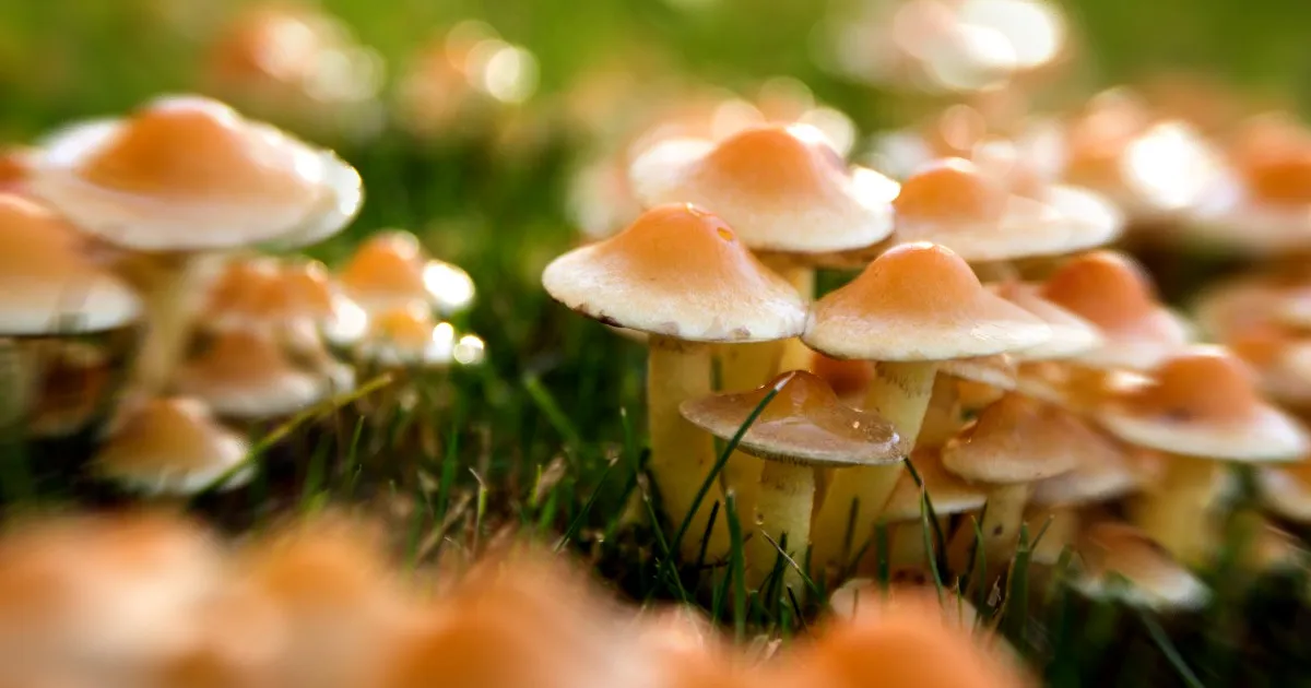 Une ville du Michigan vient de décriminaliser les champignons hallucinogènes.