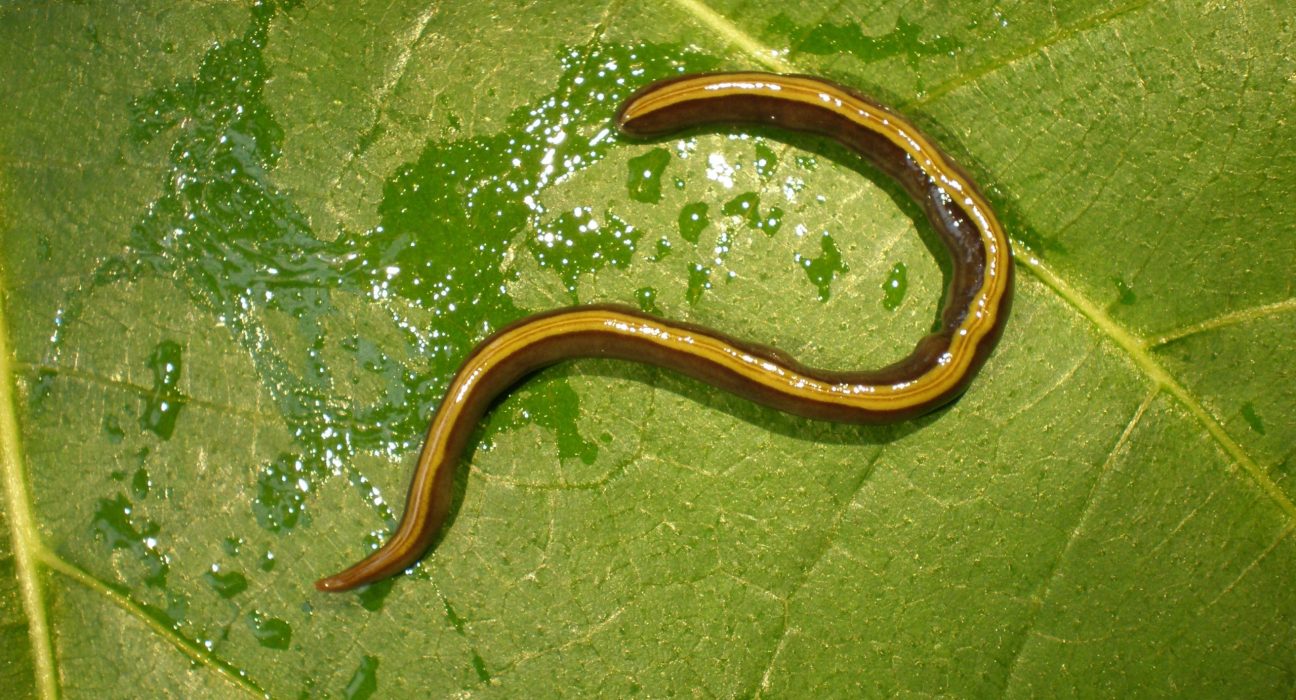 Votre chien ou chat pourrait propager un ver plat envahissant.
