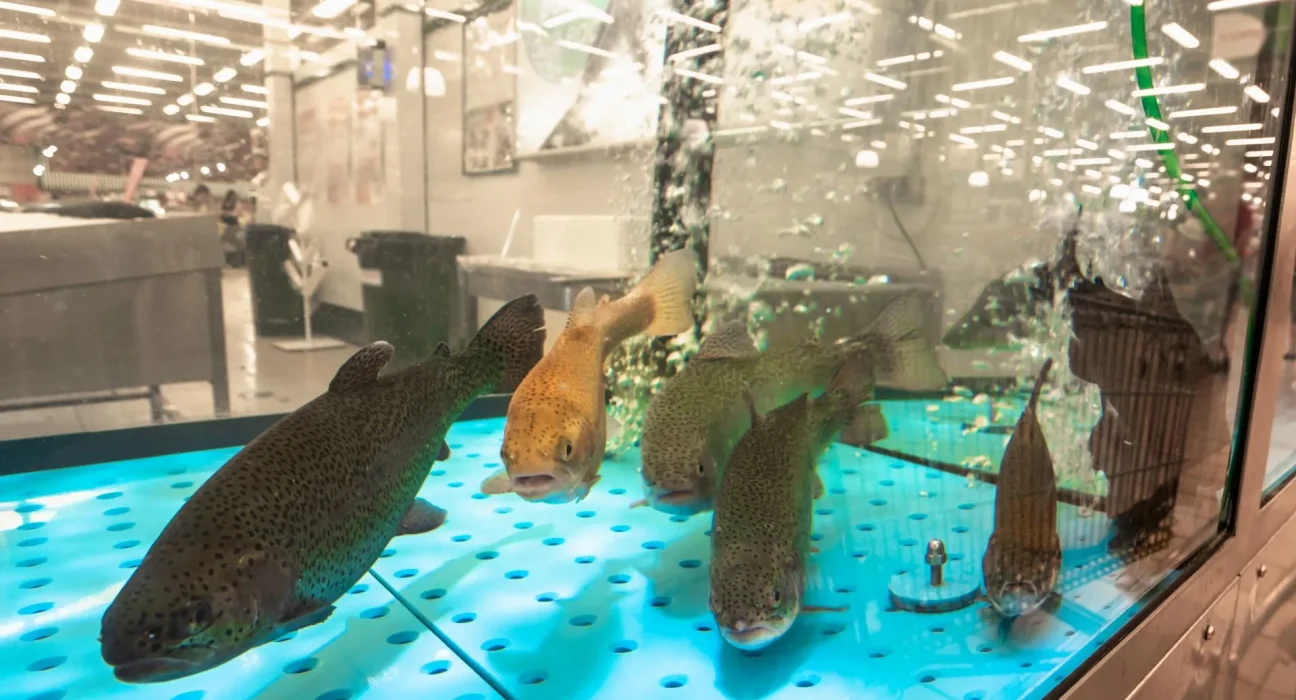 Alerte des scientifiques : un changement inquiétant dans le comportement des poissons à ne pas ignorer.