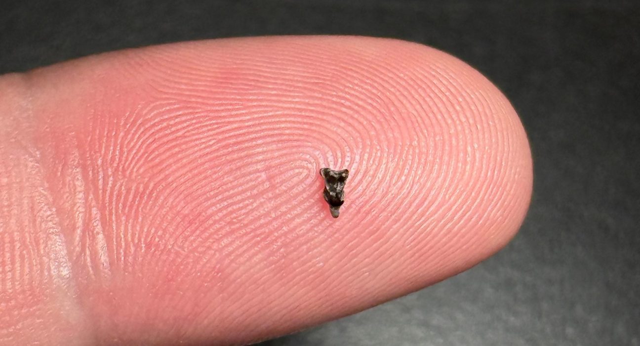 Ces Minuscules Dents Pourraient Révolutionner Notre Compréhension des Origines Humaines.