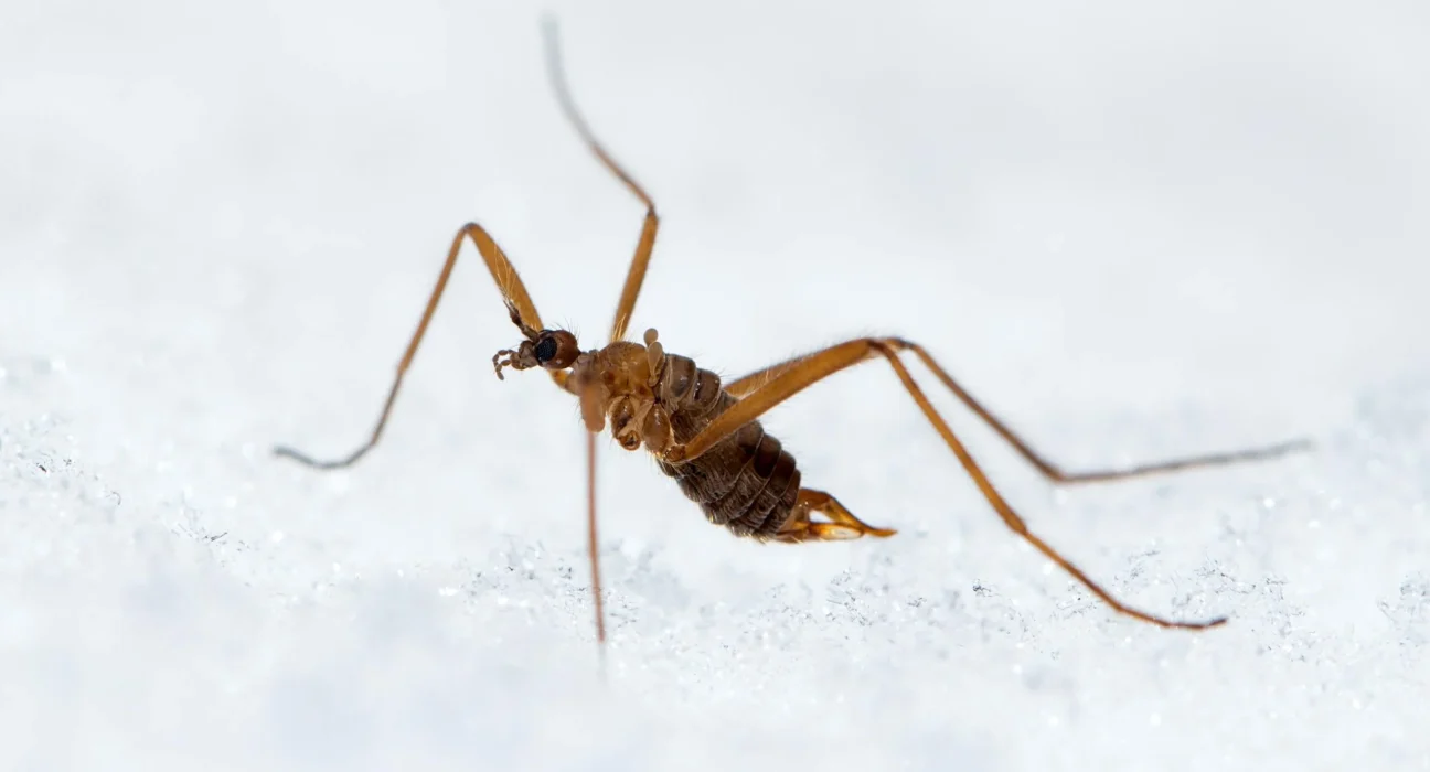 Cet insecte minuscule défie le gel et survit.