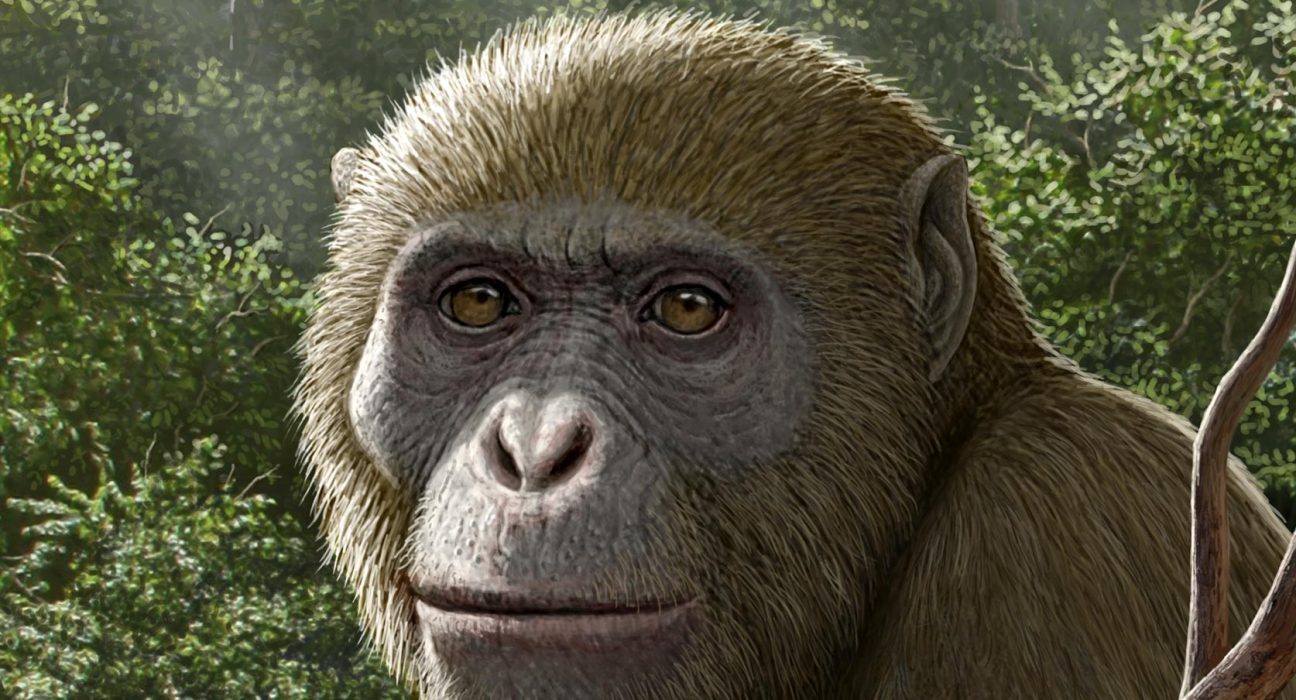 Cette Fossile d'Ape Ancien Pourrait Révolutionner Nos Origines Humaines