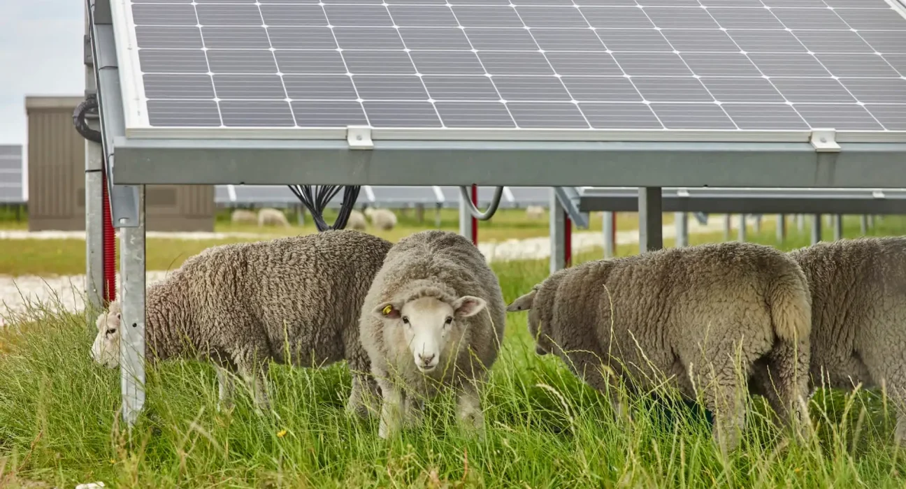 Découverte étonnante : l'impact des moutons sur les panneaux solaires