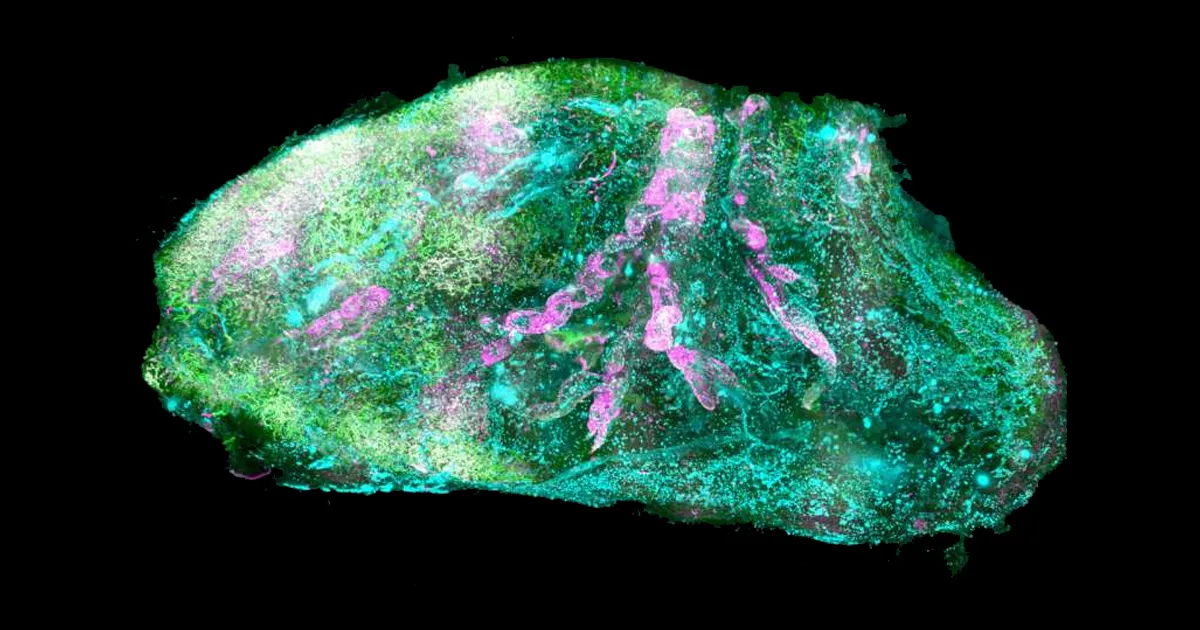 Des Scientifiques Rendent les Organes Humains Complètement Transparents.