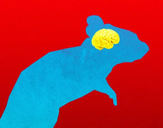 Des Souris Munies de Cellules Cérébrales Humaines Actives Créées par des Scientifiques