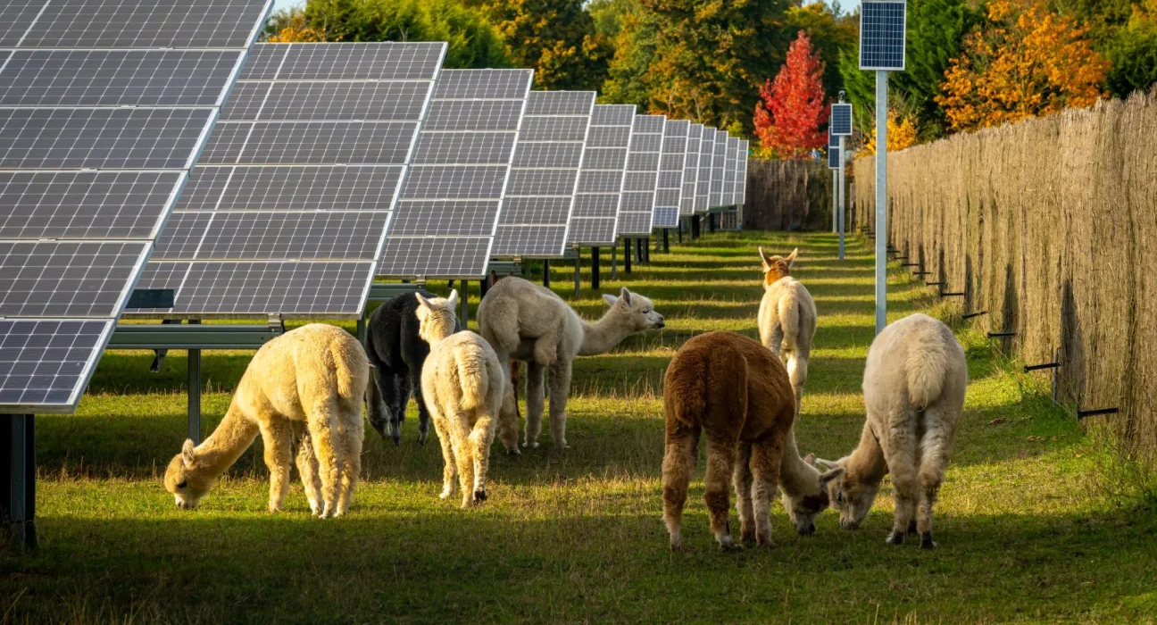 Des agriculteurs récoltent des avantages étonnants en combinant panneaux solaires et cultures : 'Une double production'.