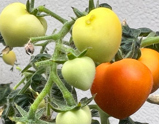 Des chercheurs dévoilent la destination des résidus médicamenteux dans les cultures.