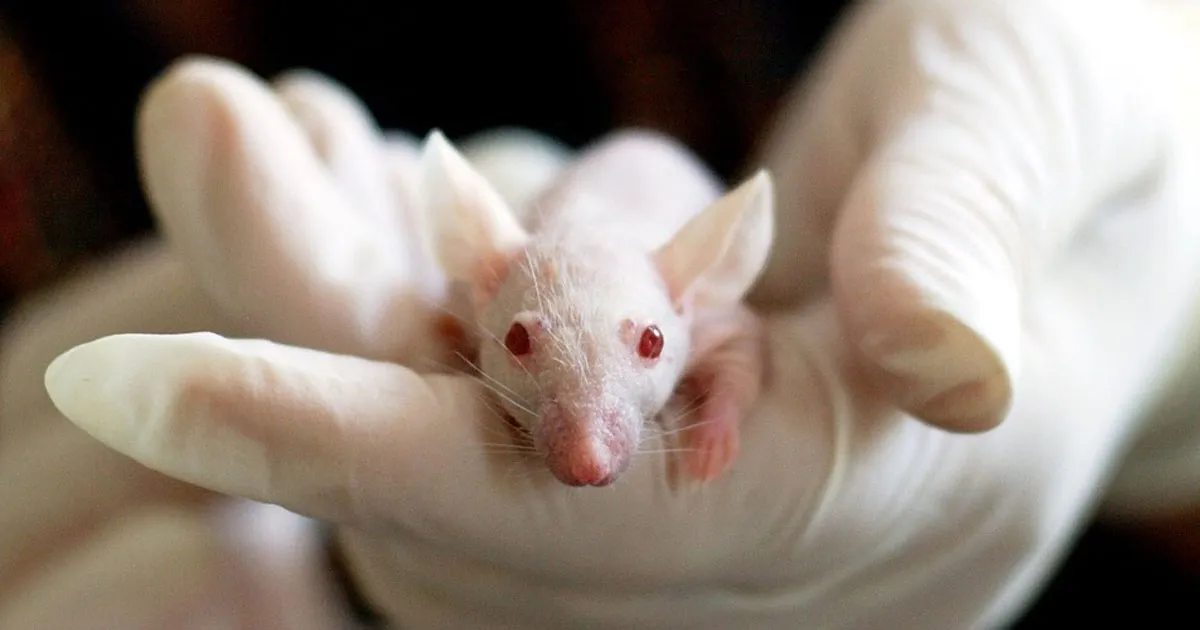 Des chercheurs prolongent la vie des souris de 12 % en modifiant leurs télomères.