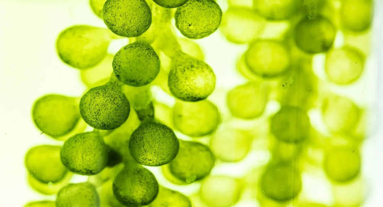 Des chercheurs réalisent une avancée majeure avec des algues génétiquement modifiées, capables d'absorber les microplastiques.