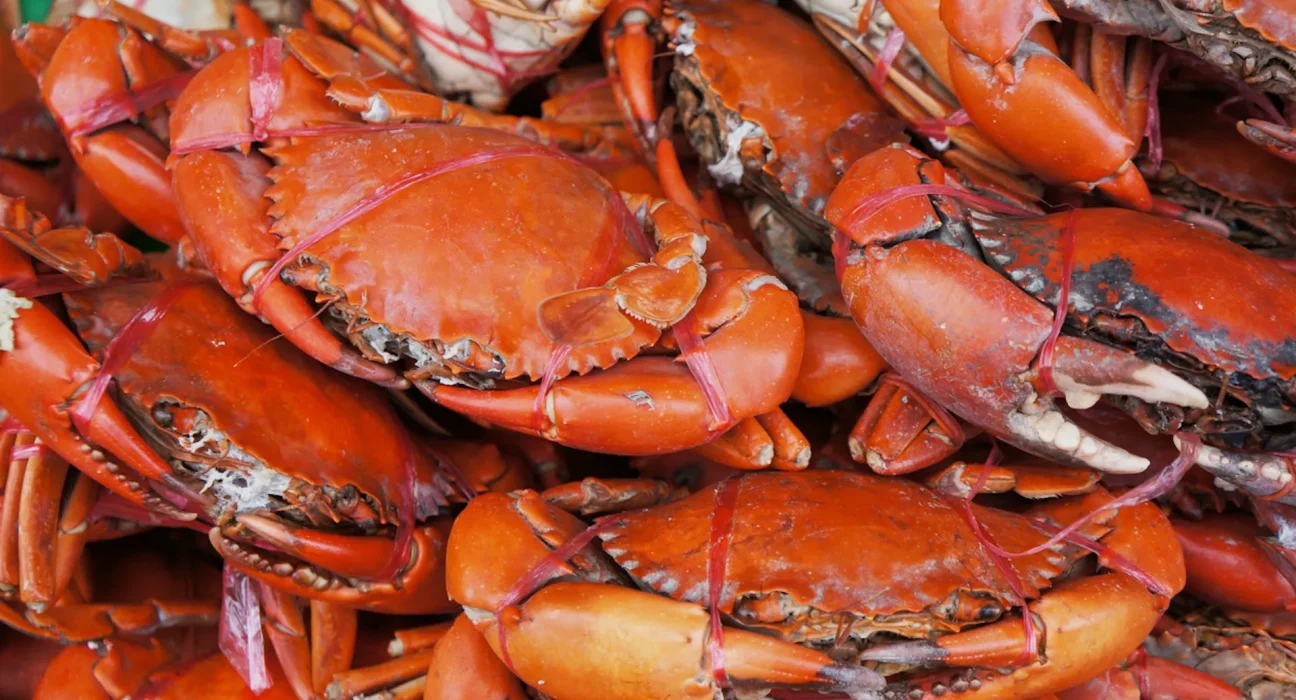 Des chercheurs révèlent une découverte révolutionnaire sur les coquilles de crustacés : 'Transformer les déchets en trésor'