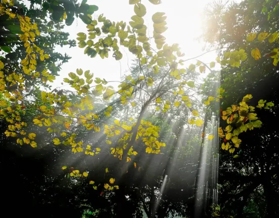 Des scientifiques mettent au point une technique innovante utilisant la lumière du soleil pour décomposer les déchets.