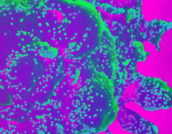 Experts : Il est peu probable que les gens attrapent à nouveau la COVID.