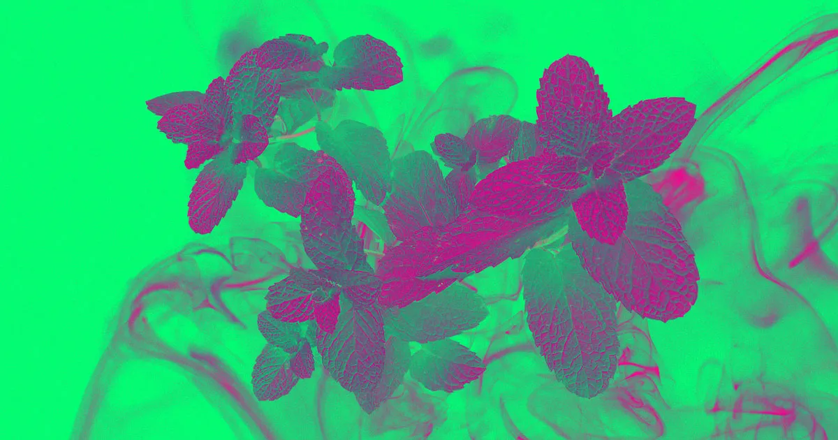 Interdiction des Saveurs de Vapotage : Seules le Tabac et le Menthol Sont Épargnés par Trump