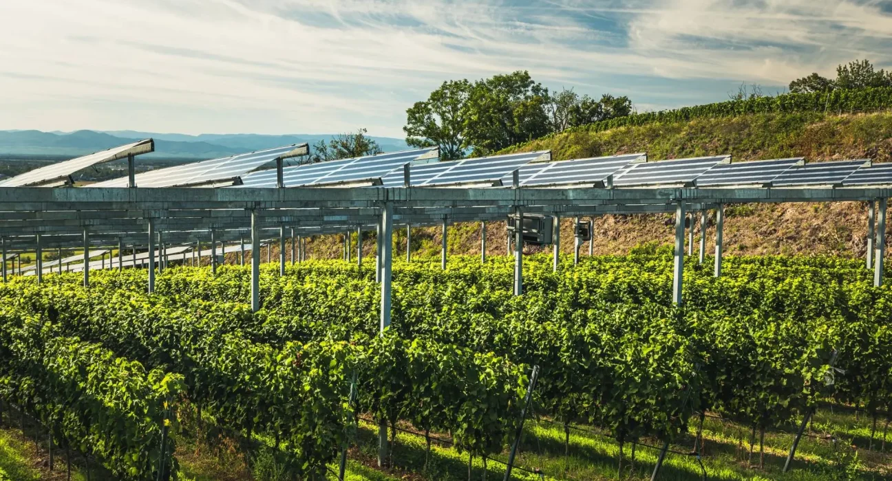 Le vigneron phare présente des innovations révolutionnaires dans ses vignobles : « Un véritable bouleversement ».