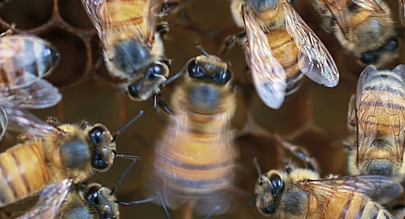 Les Abeilles Dansent Mieux Sous les Yeux de leur Public.